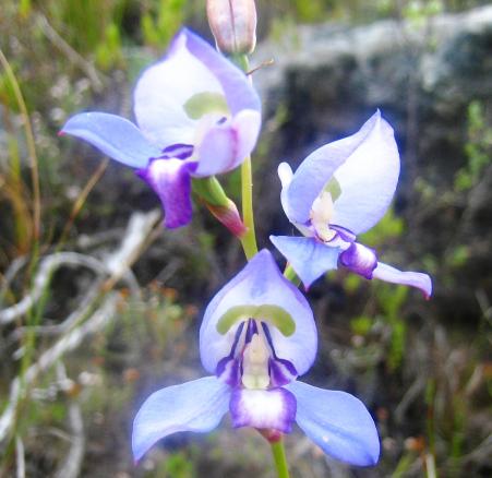 Disa sp. : Photographed by Retha Wareham